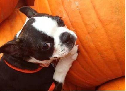 小狗可以吃瓜花苗吗,揭秘瓜花苗是否适合宠物食用  第3张