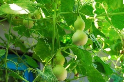 葫芦瓜花怎么吃,创意烹饪指南  第3张