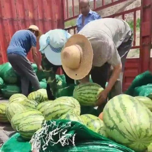 安徽亳州吃瓜群众,吃瓜群众的欢乐盛宴  第2张